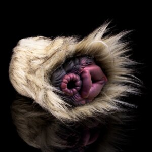 African Wild Dog Double Passage Masturbation Airplane Cup Male Manual Retractable Alternative Animal Masturbation Sex Toy